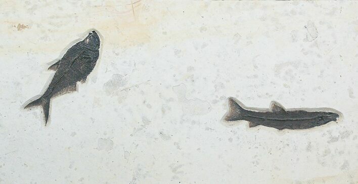 Foot Wide Notogoneus & Diplomystus Fossil Fish Plate #28514